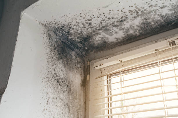 Affordable Bathroom Mold Removal solutions in Robbinsville, NJ